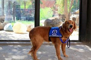 Find Service Dogs: Your Ultimate Guide My Caring Dog – Tips, Stories, and Care Guides for Loving Pet Owners Find Service Dogs: Your Ultimate Guide | My Caring Dog – Tips, Stories, and Care Guides for Loving Pet Owners