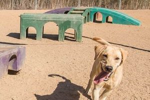 Best Dog Day Care in San Luis Obispo, CA My Caring Dog – Tips, Stories, and Care Guides for Loving Pet Owners Best Dog Day Care in San Luis Obispo, CA | My Caring Dog – Tips, Stories, and Care Guides for Loving Pet Owners