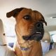 Why My Dog Whimpers in the Car: Causes & Solutions | My Caring Dog – Tips, Stories, and Care Guides for Loving Pet Owners