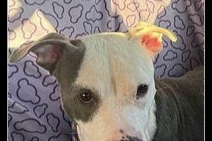 Best Illinois Dog Rescue Centers & Shelters My Caring Dog – Tips, Stories, and Care Guides for Loving Pet Owners Best Illinois Dog Rescue Centers & Shelters | My Caring Dog – Tips, Stories, and Care Guides for Loving Pet Owners