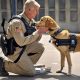 Service Dog Training Jobs | My Caring Dog – Tips, Stories, and Care Guides for Loving Pet Owners