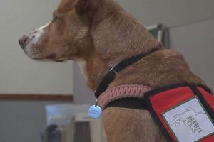 Support Service Dog Nonprofits Today! My Caring Dog – Tips, Stories, and Care Guides for Loving Pet Owners Support Service Dog Nonprofits Today! | My Caring Dog – Tips, Stories, and Care Guides for Loving Pet Owners