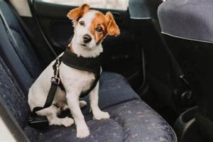 Dog Seat Belt Laws & Safety: A Guide My Caring Dog – Tips, Stories, and Care Guides for Loving Pet Owners Dog Seat Belt Laws & Safety: A Guide | My Caring Dog – Tips, Stories, and Care Guides for Loving Pet Owners