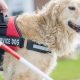 Essential Guide to Dog Service Animals | My Caring Dog – Tips, Stories, and Care Guides for Loving Pet Owners