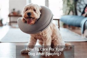 Dog Spaying Aftercare: Tips & Recovery Guide My Caring Dog – Tips, Stories, and Care Guides for Loving Pet Owners Dog Spaying Aftercare: Tips & Recovery Guide | My Caring Dog – Tips, Stories, and Care Guides for Loving Pet Owners
