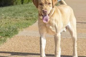 Best Labrador Retriever Rescue in St. Louis, MO My Caring Dog – Tips, Stories, and Care Guides for Loving Pet Owners Best Labrador Retriever Rescue in St. Louis, MO | My Caring Dog – Tips, Stories, and Care Guides for Loving Pet Owners