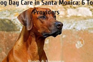 Top Dog Day Care in Santa Monica, CA My Caring Dog – Tips, Stories, and Care Guides for Loving Pet Owners Top Dog Day Care in Santa Monica, CA | My Caring Dog – Tips, Stories, and Care Guides for Loving Pet Owners
