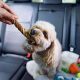 Best Dog Car Sickness Remedies: PetSmart Solutions | My Caring Dog – Tips, Stories, and Care Guides for Loving Pet Owners