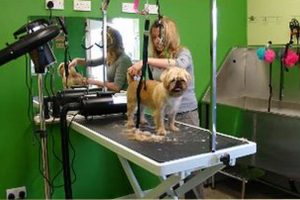 Best Dog Day Care in East Lothian: Top Choices My Caring Dog – Tips, Stories, and Care Guides for Loving Pet Owners Best Dog Day Care in East Lothian: Top Choices | My Caring Dog – Tips, Stories, and Care Guides for Loving Pet Owners