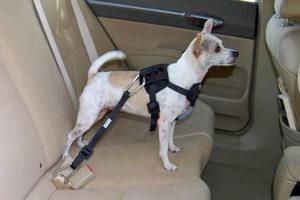 Dog Harnesses in Cars: Safe or Not? My Caring Dog – Tips, Stories, and Care Guides for Loving Pet Owners Dog Harnesses in Cars: Safe or Not? | My Caring Dog – Tips, Stories, and Care Guides for Loving Pet Owners