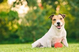 Top Dog Day Care in Wheaton, IL My Caring Dog – Tips, Stories, and Care Guides for Loving Pet Owners Top Dog Day Care in Wheaton, IL | My Caring Dog – Tips, Stories, and Care Guides for Loving Pet Owners
