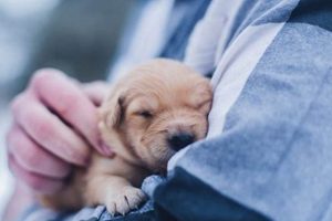 Complete Guide to Dog Puppy Care & Training My Caring Dog – Tips, Stories, and Care Guides for Loving Pet Owners Complete Guide to Dog Puppy Care & Training | My Caring Dog – Tips, Stories, and Care Guides for Loving Pet Owners