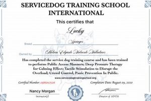 Best Psychiatric Service Dog Certification Online Guide My Caring Dog – Tips, Stories, and Care Guides for Loving Pet Owners Best Psychiatric Service Dog Certification Online Guide | My Caring Dog – Tips, Stories, and Care Guides for Loving Pet Owners