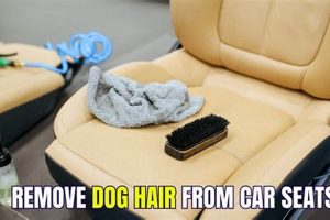 Easy Ways to Clean Dog Hair from Car Seats My Caring Dog – Tips, Stories, and Care Guides for Loving Pet Owners Easy Ways to Clean Dog Hair from Car Seats | My Caring Dog – Tips, Stories, and Care Guides for Loving Pet Owners