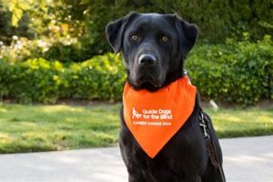 Finding Fido: Dog Adoption During Career Changes My Caring Dog – Tips, Stories, and Care Guides for Loving Pet Owners Finding Fido: Dog Adoption During Career Changes | My Caring Dog – Tips, Stories, and Care Guides for Loving Pet Owners