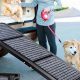 Best Dog Ramps & Steps for Car Access | My Caring Dog – Tips, Stories, and Care Guides for Loving Pet Owners