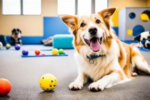 Top Dog Day Care in Knoxville TN My Caring Dog – Tips, Stories, and Care Guides for Loving Pet Owners Top Dog Day Care in Knoxville TN | My Caring Dog – Tips, Stories, and Care Guides for Loving Pet Owners
