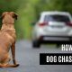 How Do I Get My Dog To Stop Chasing Cars | My Caring Dog – Tips, Stories, and Care Guides for Loving Pet Owners