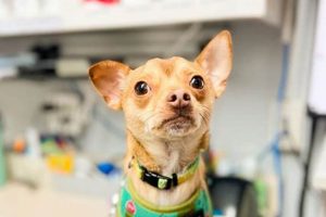 Top Dog Day Care in Athens, GA: Best Options My Caring Dog – Tips, Stories, and Care Guides for Loving Pet Owners Top Dog Day Care in Athens, GA: Best Options | My Caring Dog – Tips, Stories, and Care Guides for Loving Pet Owners