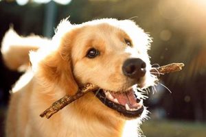 Car Dog Maintenance: Tips & Tricks My Caring Dog – Tips, Stories, and Care Guides for Loving Pet Owners Car Dog Maintenance: Tips & Tricks | My Caring Dog – Tips, Stories, and Care Guides for Loving Pet Owners