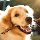 Car Dog Maintenance: Tips &amp; Tricks | My Caring Dog – Tips, Stories, and Care Guides for Loving Pet Owners