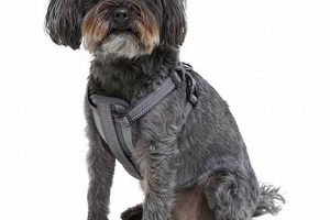 Best Dog Car Harnesses for Safe Pets at Home My Caring Dog – Tips, Stories, and Care Guides for Loving Pet Owners Best Dog Car Harnesses for Safe Pets at Home | My Caring Dog – Tips, Stories, and Care Guides for Loving Pet Owners