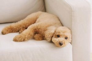 Easy Care Dog My Caring Dog – Tips, Stories, and Care Guides for Loving Pet Owners Easy Care Dog | My Caring Dog – Tips, Stories, and Care Guides for Loving Pet Owners