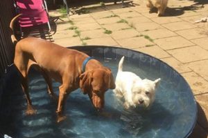 Best Dog Day Care in Woking: Top Choices My Caring Dog – Tips, Stories, and Care Guides for Loving Pet Owners Best Dog Day Care in Woking: Top Choices | My Caring Dog – Tips, Stories, and Care Guides for Loving Pet Owners