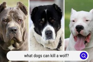 What Your Car Dog Can Do: Tricks & Tips My Caring Dog – Tips, Stories, and Care Guides for Loving Pet Owners What Your Car Dog Can Do: Tricks & Tips | My Caring Dog – Tips, Stories, and Care Guides for Loving Pet Owners