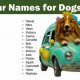 Top Car-Inspired Dog Names: Cool & Unique | My Caring Dog – Tips, Stories, and Care Guides for Loving Pet Owners