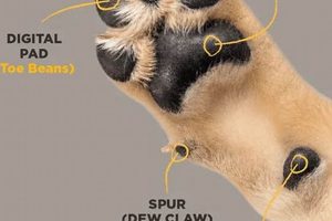 Car Dog's Canine Paws: A Complete Guide My Caring Dog – Tips, Stories, and Care Guides for Loving Pet Owners Car Dog's Canine Paws: A Complete Guide | My Caring Dog – Tips, Stories, and Care Guides for Loving Pet Owners