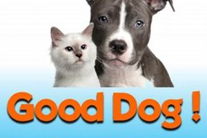 Top Dog Coaching & Pet Care Services My Caring Dog – Tips, Stories, and Care Guides for Loving Pet Owners Top Dog Coaching & Pet Care Services | My Caring Dog – Tips, Stories, and Care Guides for Loving Pet Owners