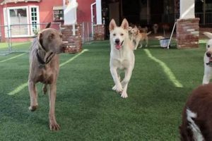 Top Dog Day Care in Woodland Hills, CA My Caring Dog – Tips, Stories, and Care Guides for Loving Pet Owners Top Dog Day Care in Woodland Hills, CA | My Caring Dog – Tips, Stories, and Care Guides for Loving Pet Owners