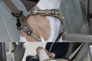 Best Dog Car Seat Buckles & Harnesses My Caring Dog – Tips, Stories, and Care Guides for Loving Pet Owners Best Dog Car Seat Buckles & Harnesses | My Caring Dog – Tips, Stories, and Care Guides for Loving Pet Owners