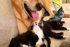 Amazing Videos: Dog Takes Care of Cat & Kitten My Caring Dog – Tips, Stories, and Care Guides for Loving Pet Owners Amazing Videos: Dog Takes Care of Cat & Kitten | My Caring Dog – Tips, Stories, and Care Guides for Loving Pet Owners