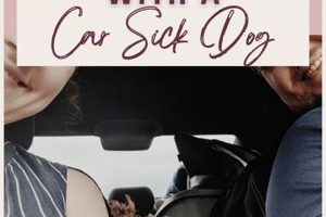 Best Car Sick Dog Tips & Remedies My Caring Dog – Tips, Stories, and Care Guides for Loving Pet Owners Best Car Sick Dog Tips & Remedies | My Caring Dog – Tips, Stories, and Care Guides for Loving Pet Owners