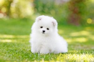 Adopt Free Puppies: Car-Friendly Companions My Caring Dog – Tips, Stories, and Care Guides for Loving Pet Owners Adopt Free Puppies: Car-Friendly Companions | My Caring Dog – Tips, Stories, and Care Guides for Loving Pet Owners