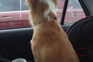 Is It Safe For Dogs To Ride In The Front Seat? My Caring Dog – Tips, Stories, and Care Guides for Loving Pet Owners Is It Safe For Dogs To Ride In The Front Seat? | My Caring Dog – Tips, Stories, and Care Guides for Loving Pet Owners