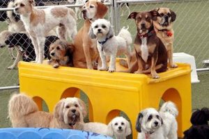 Top Dog Day Care in Bloomington, IN My Caring Dog – Tips, Stories, and Care Guides for Loving Pet Owners Top Dog Day Care in Bloomington, IN | My Caring Dog – Tips, Stories, and Care Guides for Loving Pet Owners