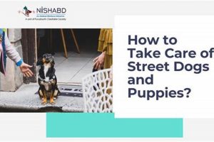 Rescuing & Caring for Street Puppies: A Guide My Caring Dog – Tips, Stories, and Care Guides for Loving Pet Owners Rescuing & Caring for Street Puppies: A Guide | My Caring Dog – Tips, Stories, and Care Guides for Loving Pet Owners