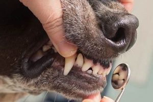 Best Cheap Dog Dental Care Near Me: Deals & Discounts My Caring Dog – Tips, Stories, and Care Guides for Loving Pet Owners Best Cheap Dog Dental Care Near Me: Deals & Discounts | My Caring Dog – Tips, Stories, and Care Guides for Loving Pet Owners