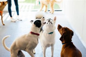 Best Dog Day Care in Omaha: Top Centers My Caring Dog – Tips, Stories, and Care Guides for Loving Pet Owners Best Dog Day Care in Omaha: Top Centers | My Caring Dog – Tips, Stories, and Care Guides for Loving Pet Owners