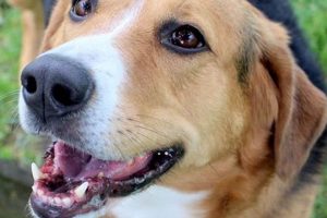Adopt, Don't Shop: Fort Wayne Dogs My Caring Dog – Tips, Stories, and Care Guides for Loving Pet Owners Adopt, Don't Shop: Fort Wayne Dogs | My Caring Dog – Tips, Stories, and Care Guides for Loving Pet Owners