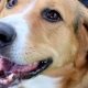Adopt, Don't Shop: Fort Wayne Dogs | My Caring Dog – Tips, Stories, and Care Guides for Loving Pet Owners