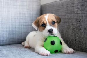 Happy Dogs Inside: Car Travel Tips & Tricks My Caring Dog – Tips, Stories, and Care Guides for Loving Pet Owners Happy Dogs Inside: Car Travel Tips & Tricks | My Caring Dog – Tips, Stories, and Care Guides for Loving Pet Owners