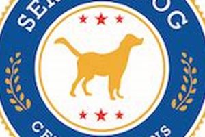 Certified Car Dog Accreditation & Training My Caring Dog – Tips, Stories, and Care Guides for Loving Pet Owners Certified Car Dog Accreditation & Training | My Caring Dog – Tips, Stories, and Care Guides for Loving Pet Owners