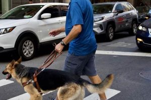 Seeing Eye Dog Training Near Me My Caring Dog – Tips, Stories, and Care Guides for Loving Pet Owners Seeing Eye Dog Training Near Me | My Caring Dog – Tips, Stories, and Care Guides for Loving Pet Owners