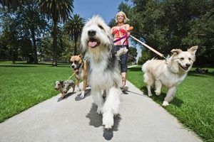 Best Dog Day Care in Pagosa Springs | Top Rated My Caring Dog – Tips, Stories, and Care Guides for Loving Pet Owners Best Dog Day Care in Pagosa Springs | Top Rated | My Caring Dog – Tips, Stories, and Care Guides for Loving Pet Owners
