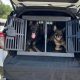 Best Dog Crate for Car Trunk | Safe Travel | My Caring Dog – Tips, Stories, and Care Guides for Loving Pet Owners