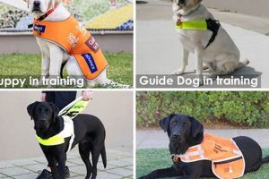Washington Service Dogs: Your Guide My Caring Dog – Tips, Stories, and Care Guides for Loving Pet Owners Washington Service Dogs: Your Guide | My Caring Dog – Tips, Stories, and Care Guides for Loving Pet Owners